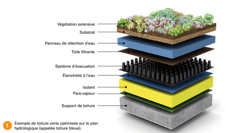 Exemple de structure d'une toiture végétalisée